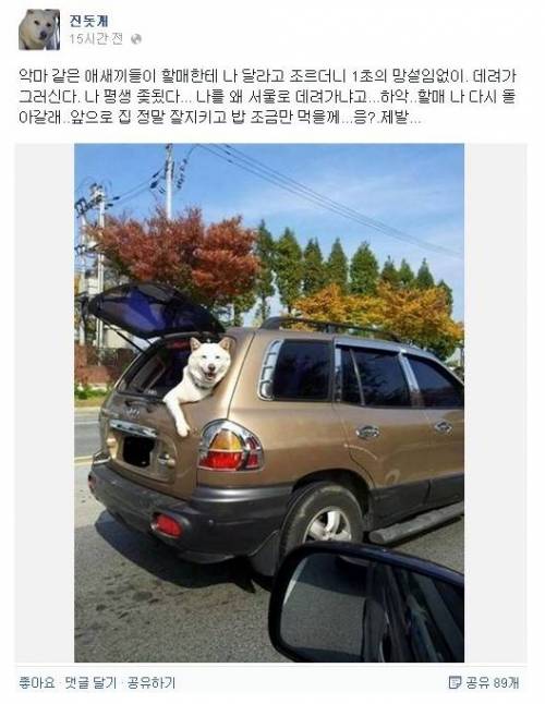 추석연휴 진돗개 페북