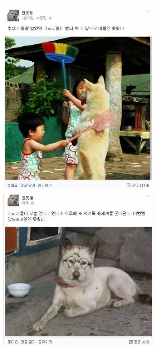 추석연휴 진돗개 페북