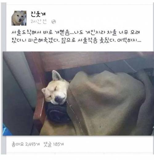 추석연휴 진돗개 페북