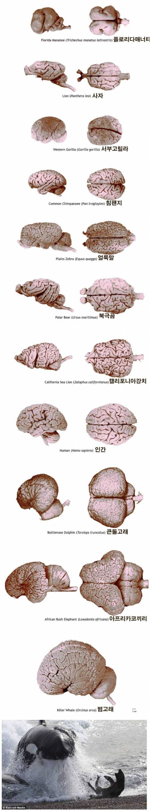 동물들의 뇌 크기.jpg