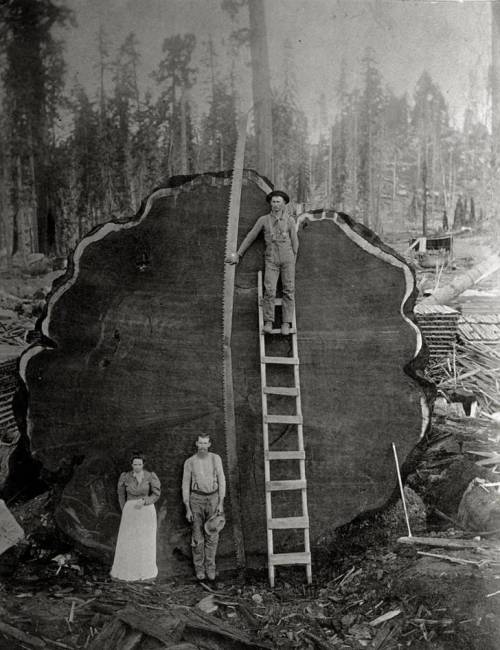 1892년 캘리포니아의 채벌꾼.jpg