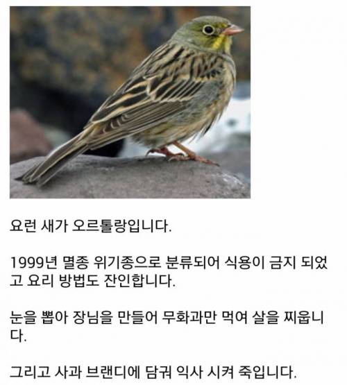 프랑스에서 금지된 음식 오르톨랑