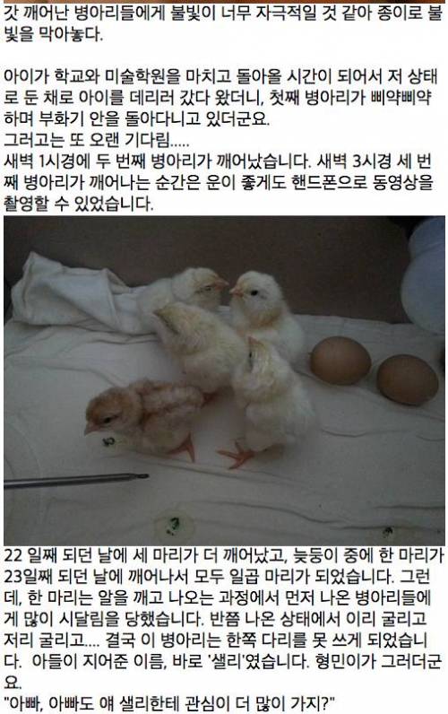 [글스압]아들과 함께한 병아리 부화 체험기