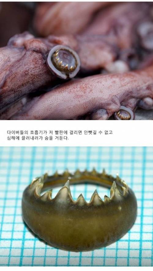 멕시코 홈볼트오징어의 위엄.jpg