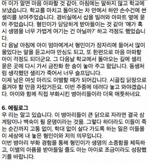 [글스압]아들과 함께한 병아리 부화 체험기