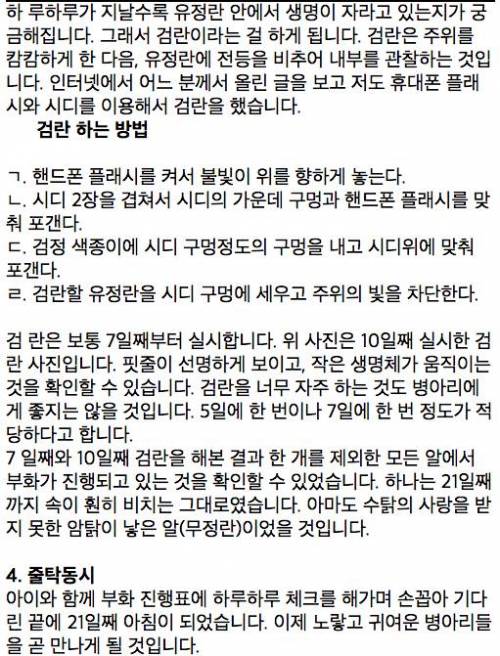 [글스압]아들과 함께한 병아리 부화 체험기