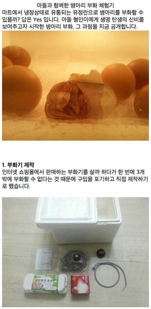 [글스압]아들과 함께한 병아리 부화 체험기