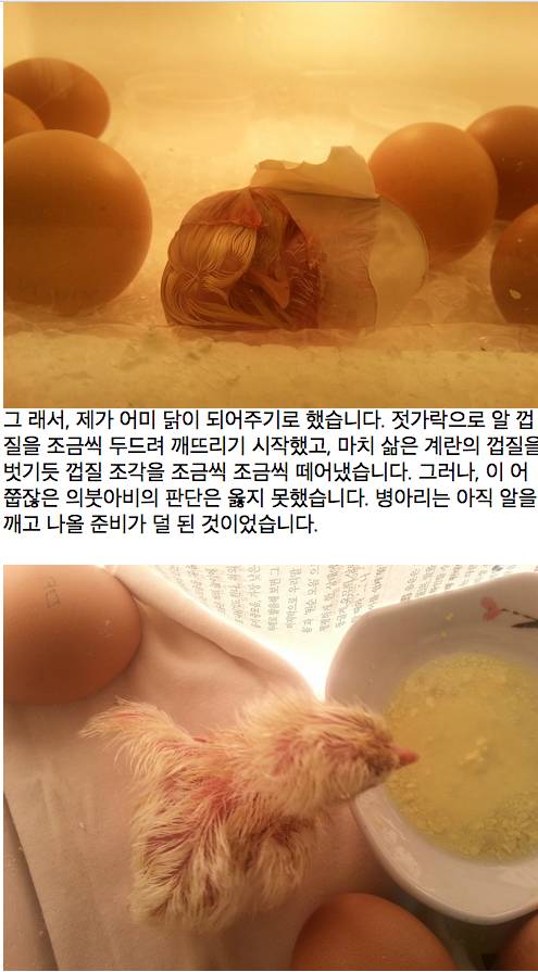 [글스압]아들과 함께한 병아리 부화 체험기