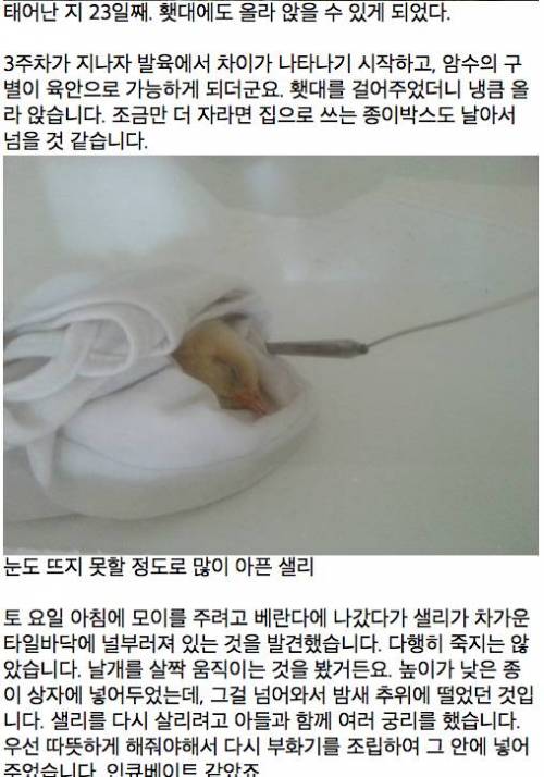 [글스압]아들과 함께한 병아리 부화 체험기