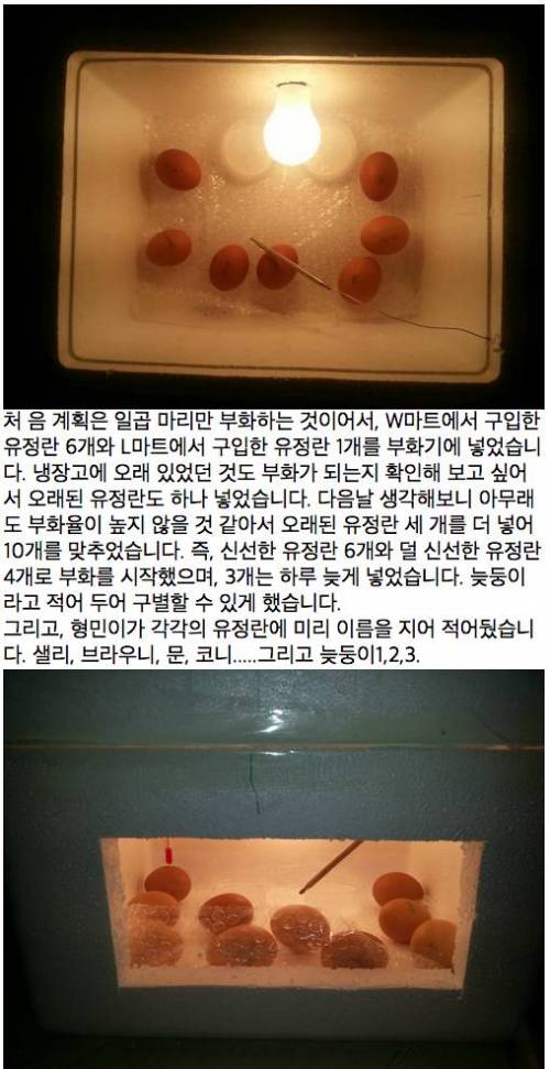 [글스압]아들과 함께한 병아리 부화 체험기