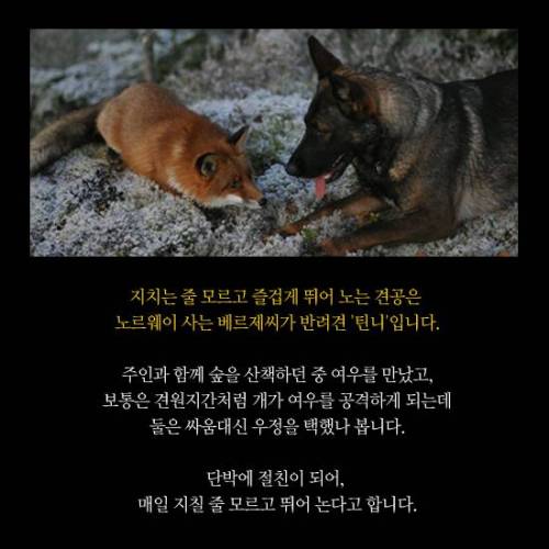 지칠줄 모르는 우정.jpg