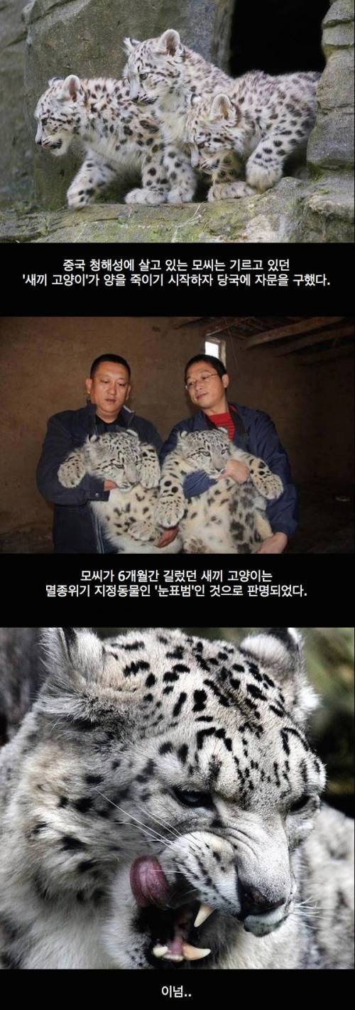 대륙의 애완 고양이.jpg