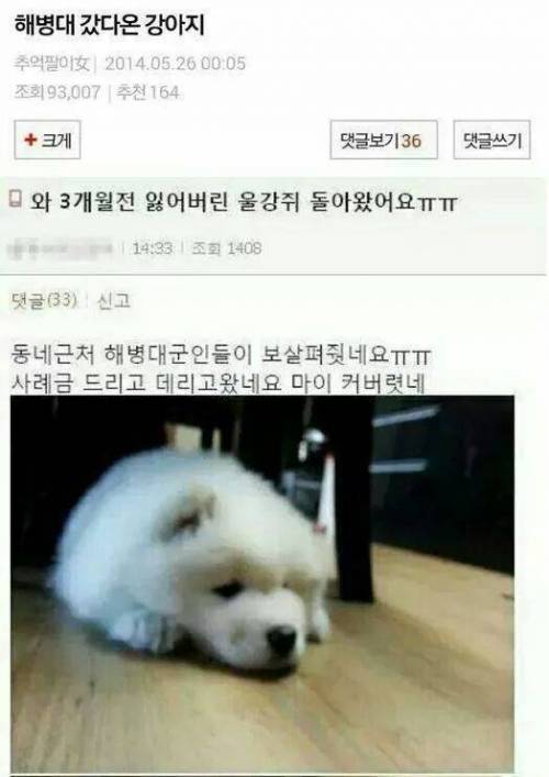 해병대 갔다온 강아지