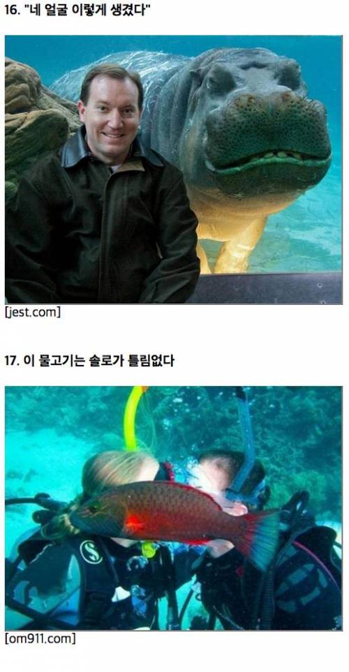 뜻밖의 동물 사진