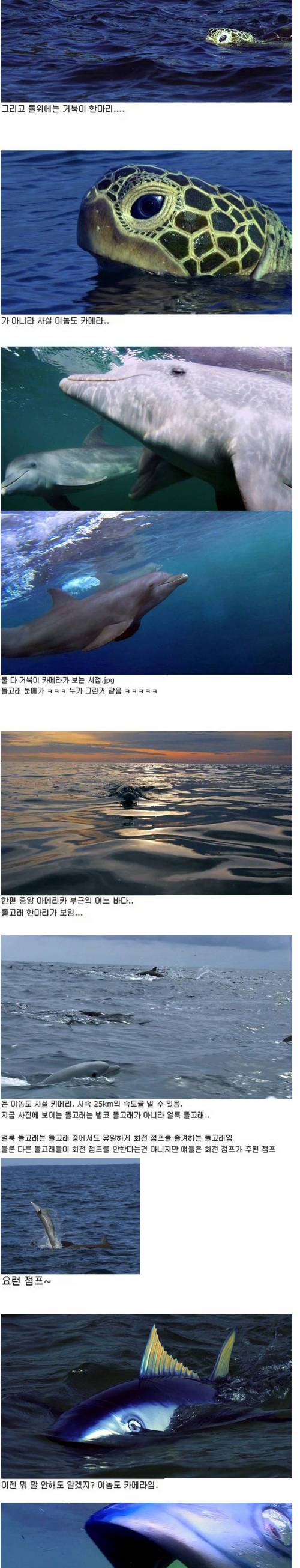 [스압]로봇물고기의 위엄.jpg