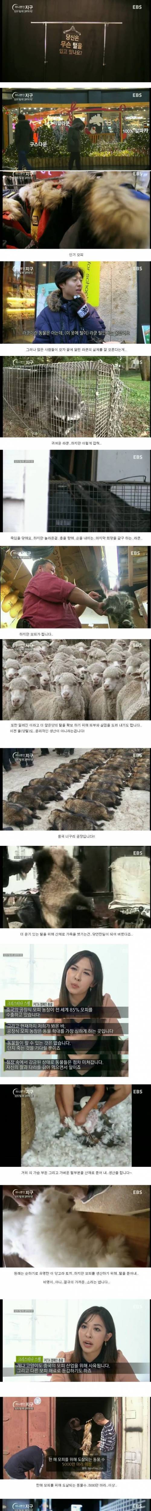 당신은 무슨 털을 입고 있나요?