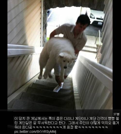 계단이 무서운 개.jpg