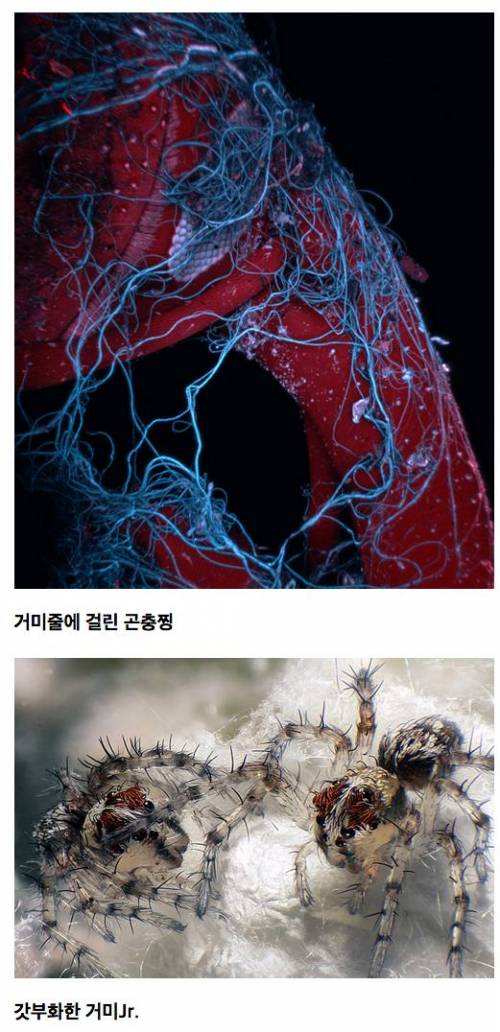 [약혐주의]Micro의 세계.jpg