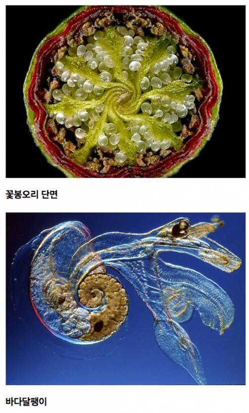 [약혐주의]Micro의 세계.jpg