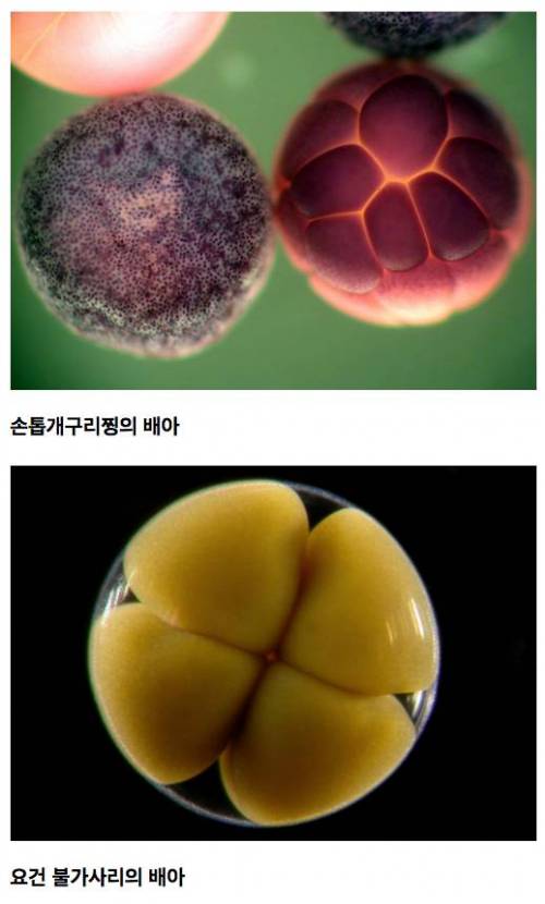 [약혐주의]Micro의 세계.jpg