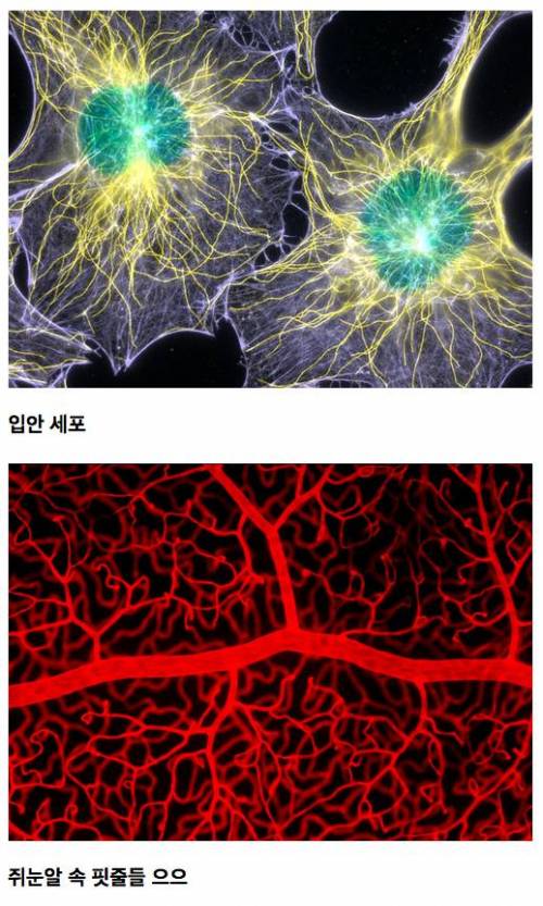 [약혐주의]Micro의 세계.jpg