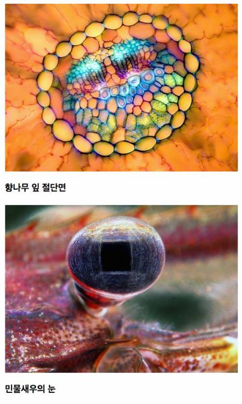 [약혐주의]Micro의 세계.jpg