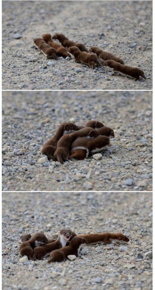 엄마!! 저기 개똥이 걸어가!!!