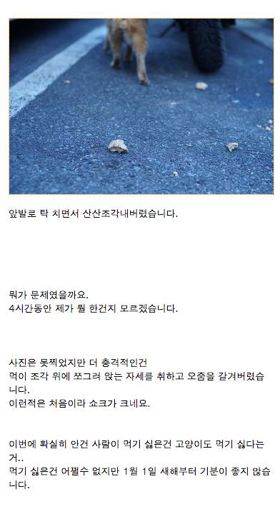 냉동실 고기로 길고양이들 밥 만들어 준 후기