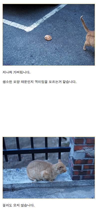 냉동실 고기로 길고양이들 밥 만들어 준 후기