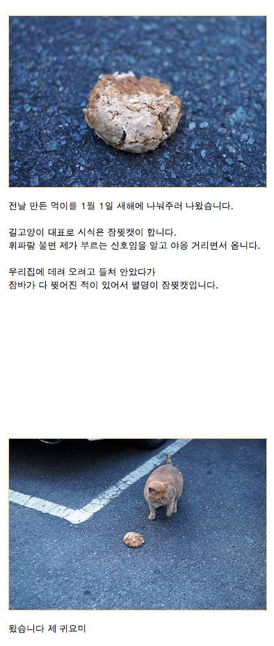 냉동실 고기로 길고양이들 밥 만들어 준 후기