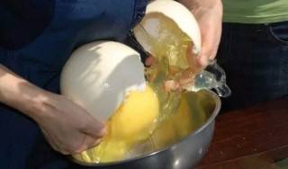 계란은 비교도 안되는 타조알 요리들