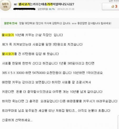 웰시코기 키우는 비용.kin