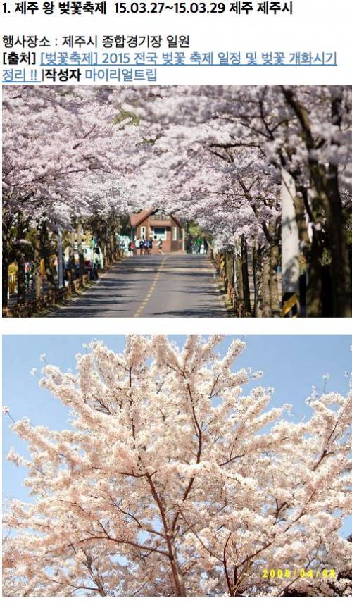 벚꽃개화시기 & 벚꽃축제