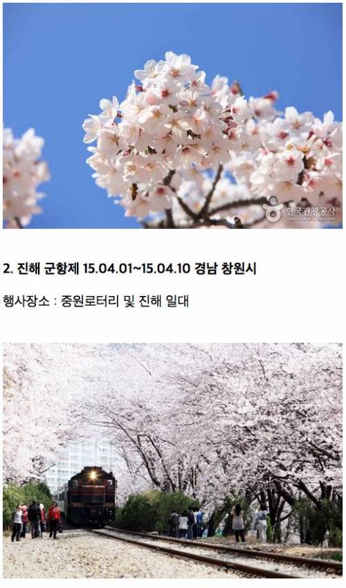 벚꽃개화시기 & 벚꽃축제