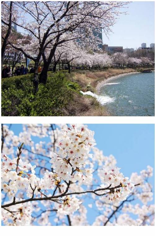 벚꽃개화시기 & 벚꽃축제