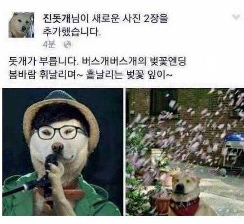 페북하는 진돗개 근황