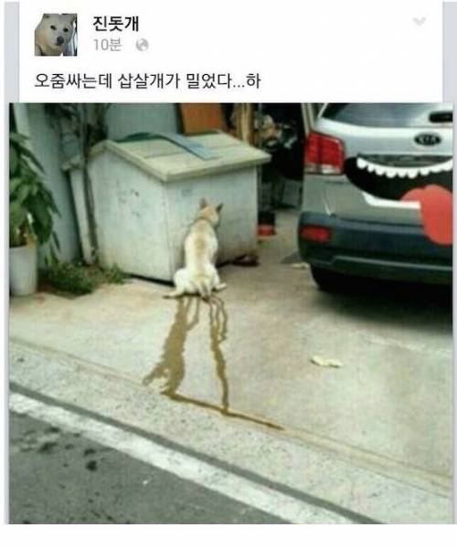 페북하는 진돗개 근황