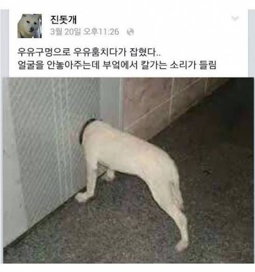 페북하는 진돗개 근황