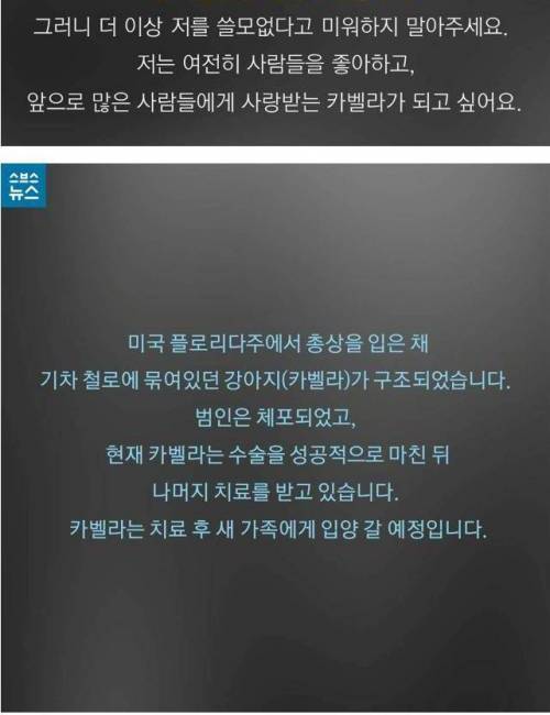 너무 착해서 총에 맞은 개