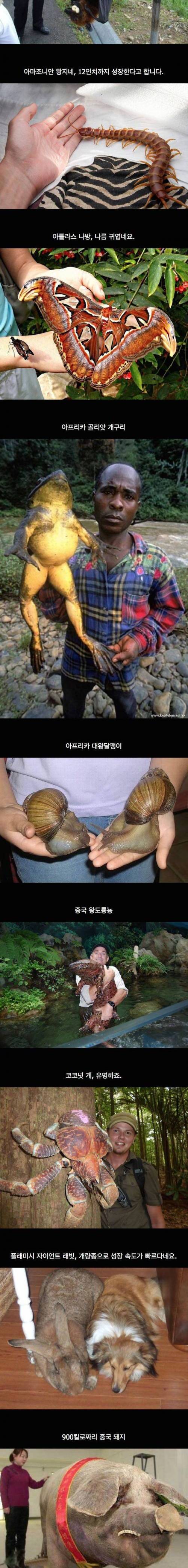 세상에서 가장 거대한 동물들