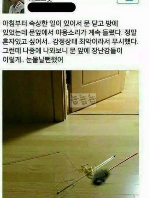 속상한 집사 달래주는 냥이.jpg