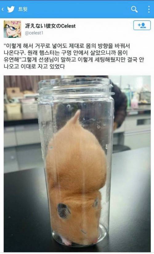 햄스터의 편안한 잠자리.jpg