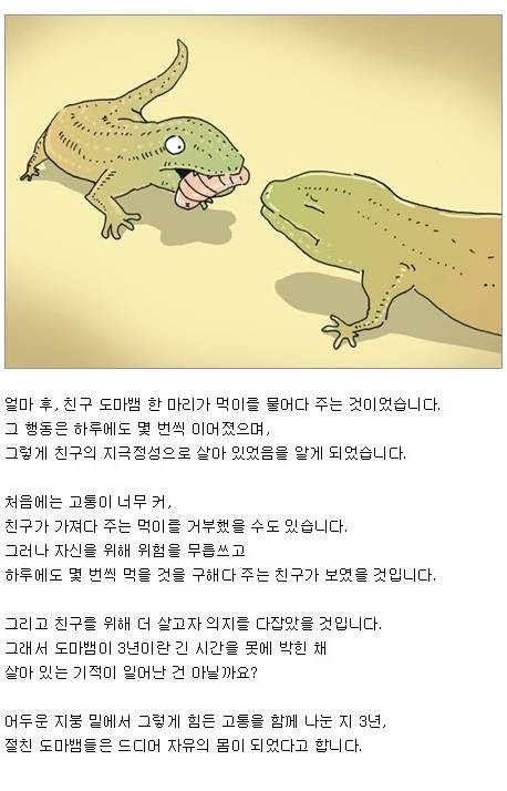 기적의 도마뱀.jpg