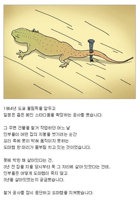 기적의 도마뱀.jpg