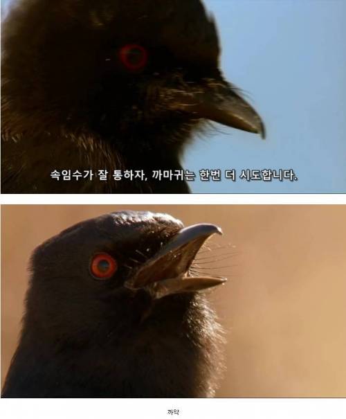 똑똑한 까마귀가 미어캣과 사는법.JPG