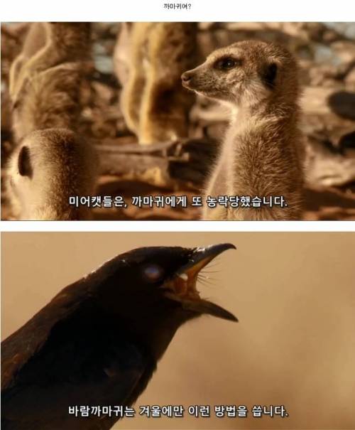 똑똑한 까마귀가 미어캣과 사는법.JPG