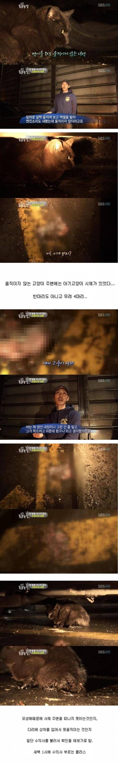 [스압] 차 밑을 떠나지 못하는 어느 고양이의 사연.jpg