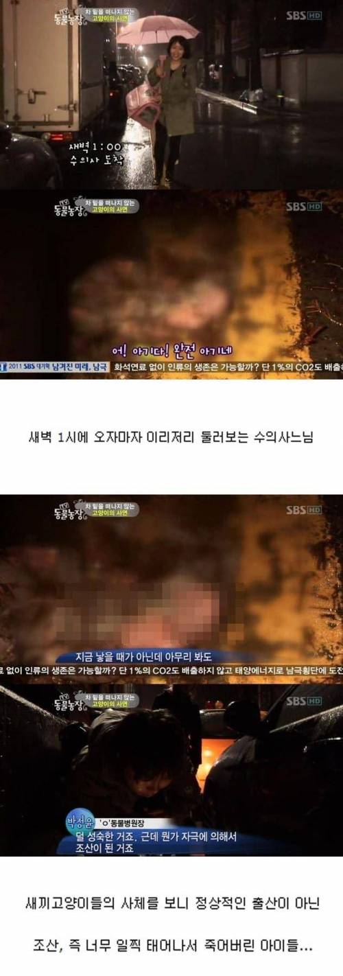 [스압] 차 밑을 떠나지 못하는 어느 고양이의 사연.jpg