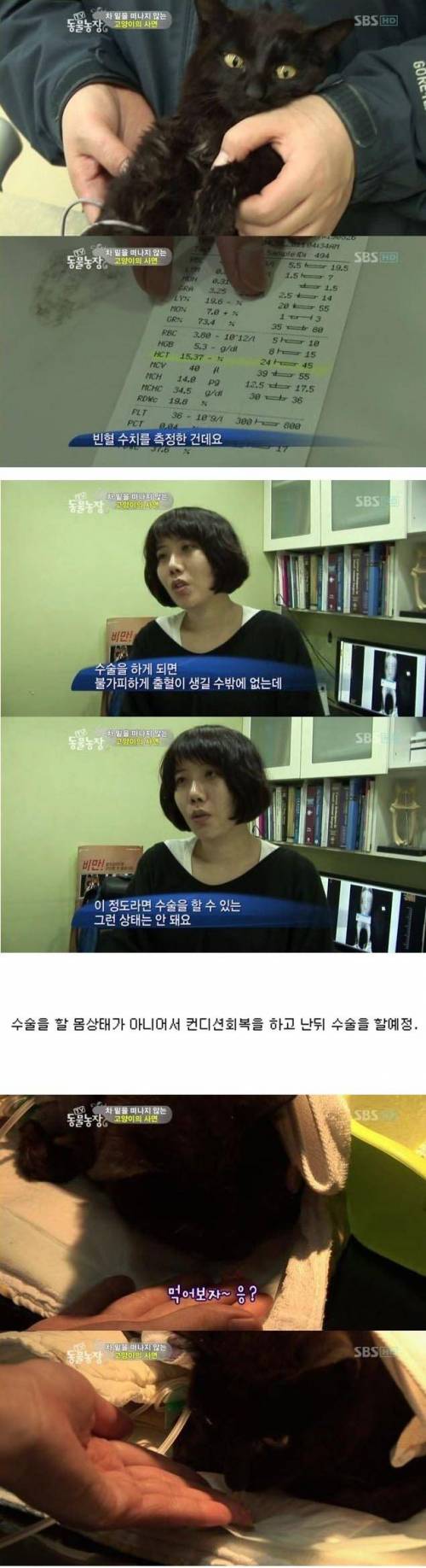 [스압] 차 밑을 떠나지 못하는 어느 고양이의 사연.jpg