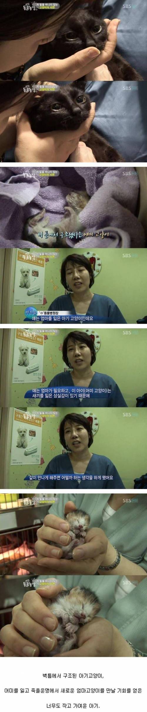 [스압] 차 밑을 떠나지 못하는 어느 고양이의 사연.jpg